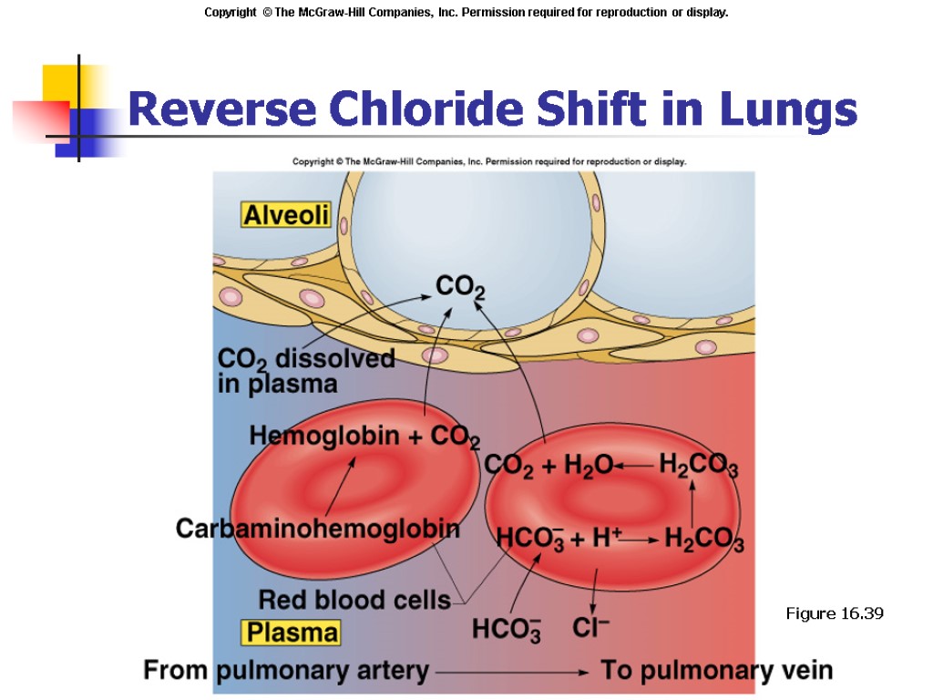 Reverse Chloride Shift in Lungs Insert fig. 16.39 Figure 16.39